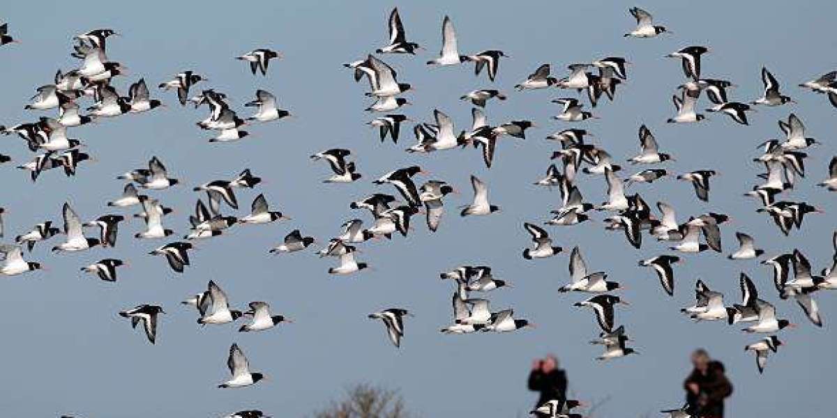 Winged Activities: Colorado Duck and Goose Hunting for Birds and Bucks Outdoors