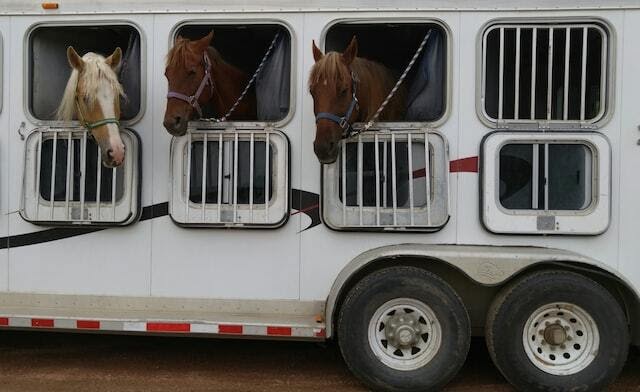 Moving Your Horse Across California? A Guide to Safe and Affordable Transport