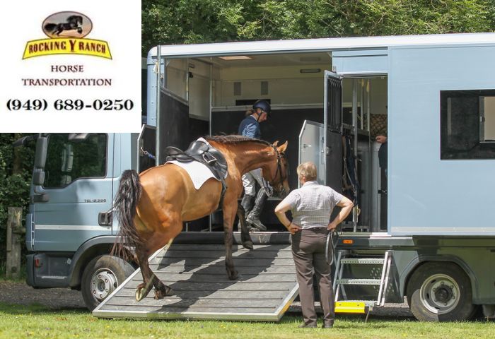 California Horse Transport: Affordable Options for Safe & Reliable Equine Shipping -