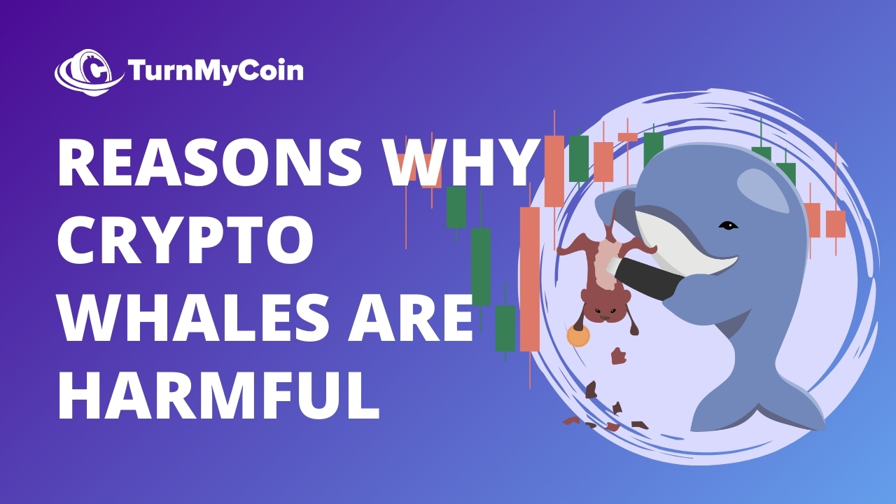 4 Reasons Why Cryptocurrency Whales Harmful? How To Stop Them
