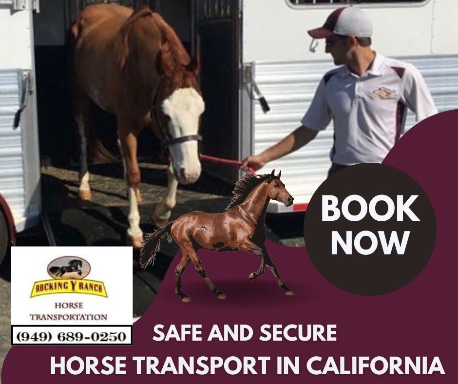 Rocking Y Ranch: Affordable Horse Transportation in California – Rocking Y Ranch