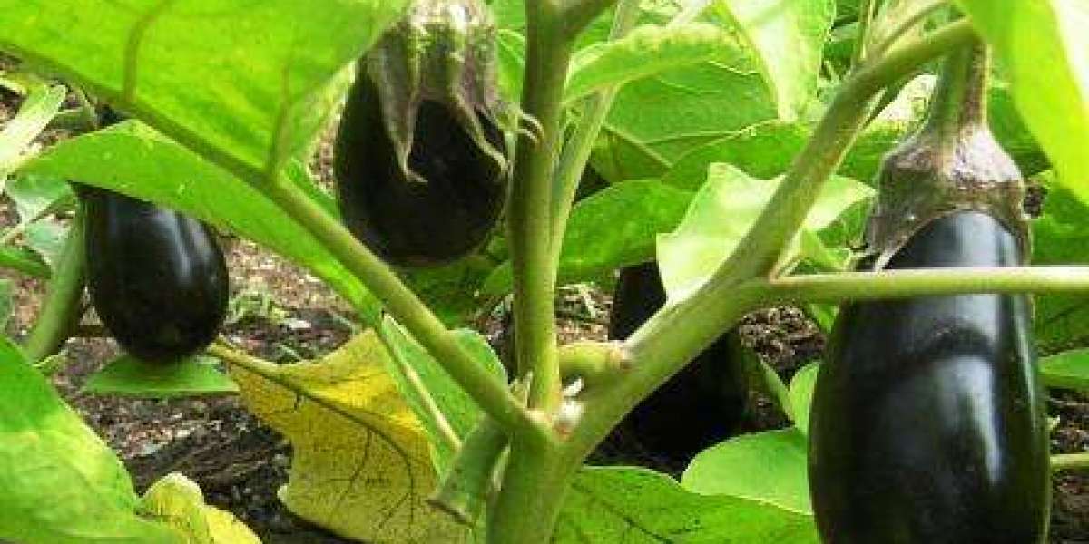 Understanding the Insights and Requirements to Setup Eggplant processing Plant Project