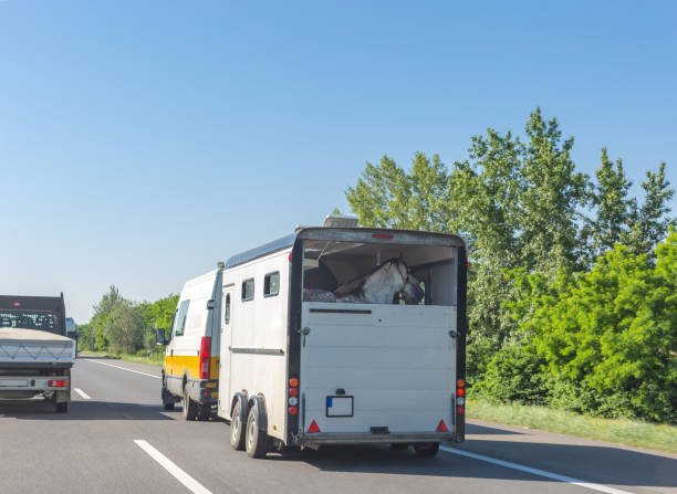 The Cheapest Way to Move Your Horse in California—No One Talks About! – Rocking Y Ranch