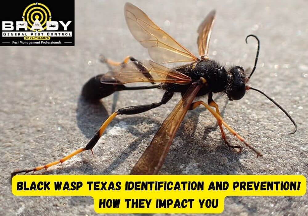 Black Wasp Texas Identification And Prevention! How They Impact You