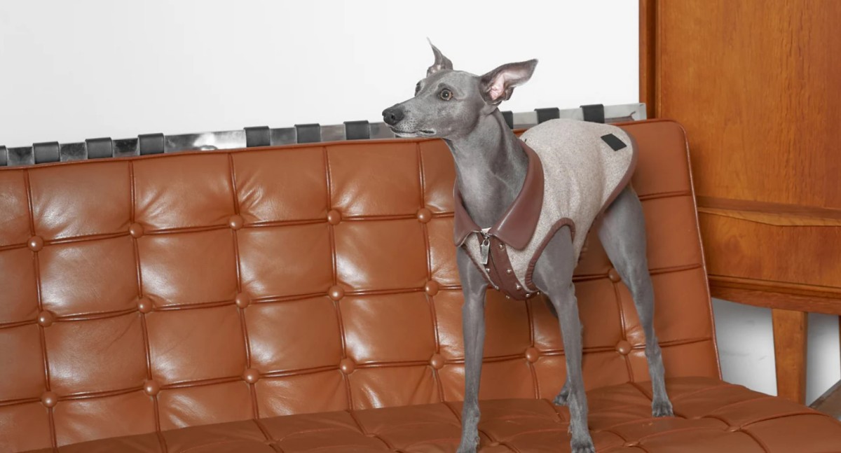 愛犬をスタイリッシュに：BONDIRのベスト犬用ジャケット – BONDIR