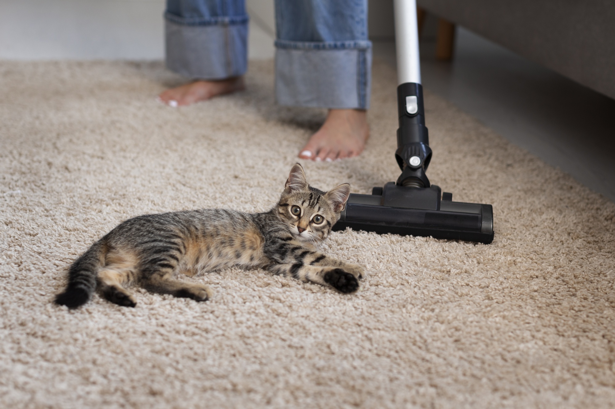 Effective Pet Stain Removal Services in Sydney for Pet Owners