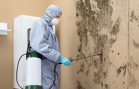 Why Professional Mold Detection in Denver is More Reliable?