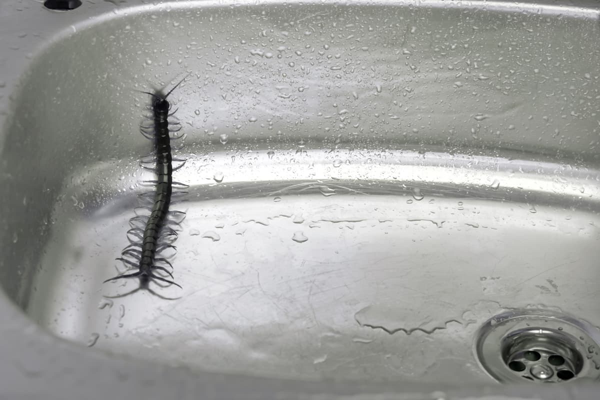 How to Get Rid of Centipedes Naturally and Effectively - Green Pest Management