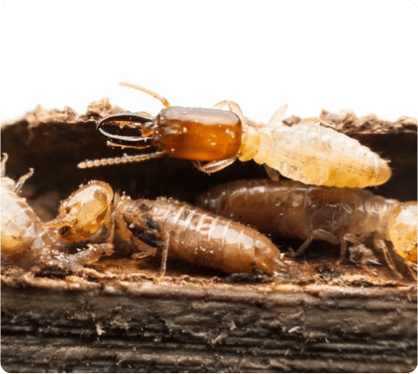 Termite Inspection Perth, Termite Inspection & Treatment Cost