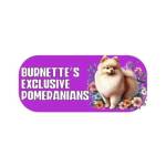 Burnette Exclusive Pomeranians Profile Picture