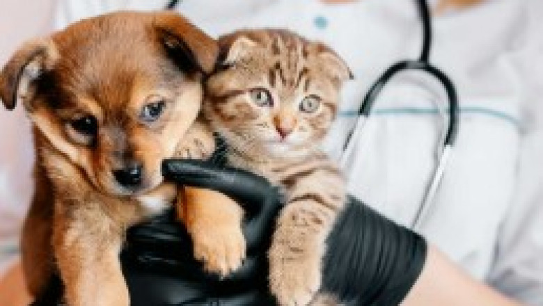 From Check-Ups to Emergencies: Your Full-Service Animal Hospital in Downey | NPR Live