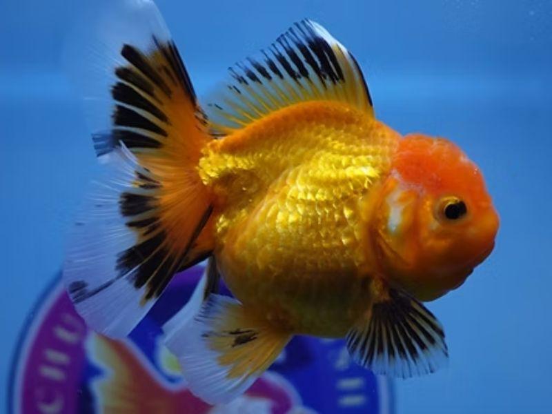 Buy Goldfish Online USA: The Best Place for Healthy, Vibrant Goldfish | APSense.com