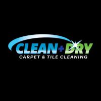 Pet Stain & Odour Removal Solutions in Sydney – WordPress Blog