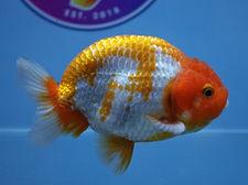 Find the Best Fish Store in Austin and Buy Goldfish Online with Confidence