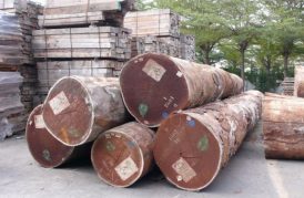High-Quality Afromosia Wood Logs for Export