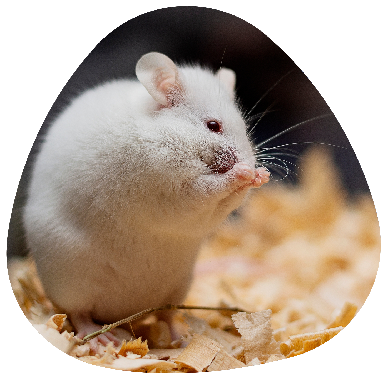 Animal Behavior Testing Services