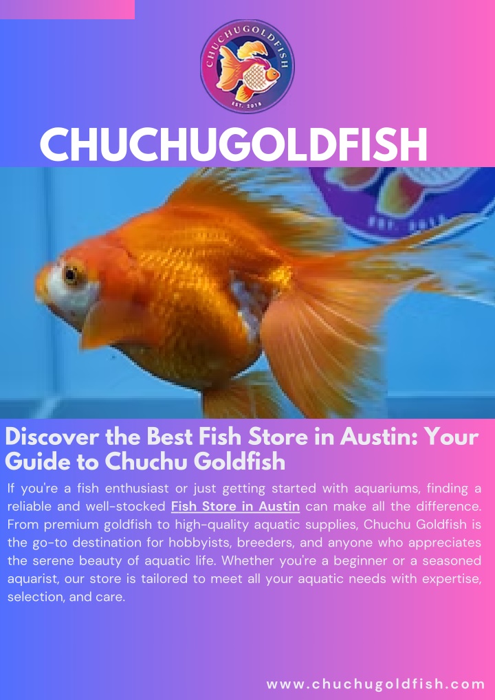 PPT - Discover the Best Fish Store in Austin Your Guide to Chuchu Goldfish PowerPoint Presentation - ID:14182341