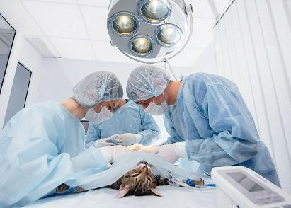 Top 5 Reasons to Choose a Downey Veterinary Hospital for Your Pet's Care - JustPaste.it